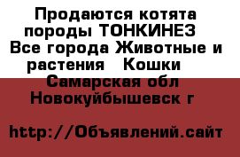 Продаются котята породы ТОНКИНЕЗ - Все города Животные и растения » Кошки   . Самарская обл.,Новокуйбышевск г.